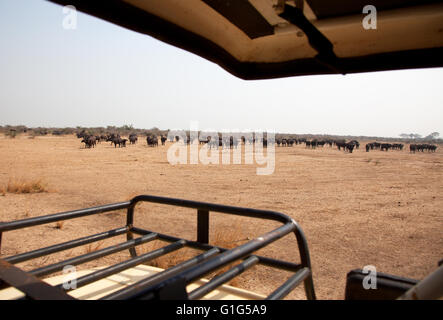 Photograph by © Jamie Callister. Water Buffalo grazing in Murchison Falls National Park, Uganda, Central Africa, Stock Photo