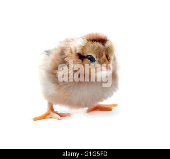 beautiful little chicken isolated on the white Stock Photo