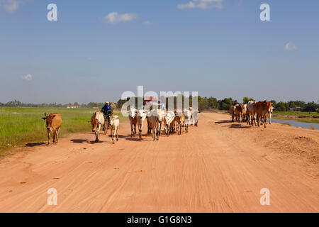 Cows sheperd in the countryside of Cambodia Stock Photo