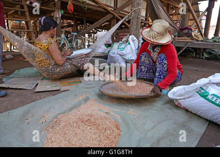 Woman preparing dry shrimps at Floating village of Kompong Phluk, Siem Reap, Cambodia Stock Photo