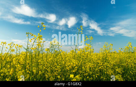 Close-up photo of canola, rapeseed flowers blooming at crops field. Stock Photo