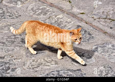 Orange cat walking through the streets of Italy Stock Photo