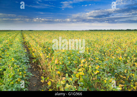 Soybean field ripening at spring season, yellow and green leafs agricultural landscape Stock Photo