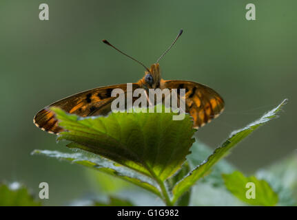 Butterfly aberration - rare aberrant form of pearl bordered fritillary (Boloria euphrosyne), UK Stock Photo