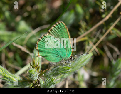 Green hairstreak butterfly (Callophrys rubi) ovipositing on gorse in Surrey, England Stock Photo