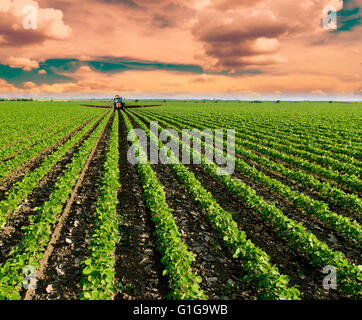 Soybean field ripening at spring season, agricultural landscape. Red tractor spraying field Stock Photo