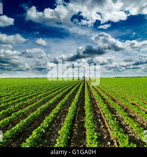 Soybean field ripening at spring season, agricultural landscape. Red tractor spraying field Stock Photo