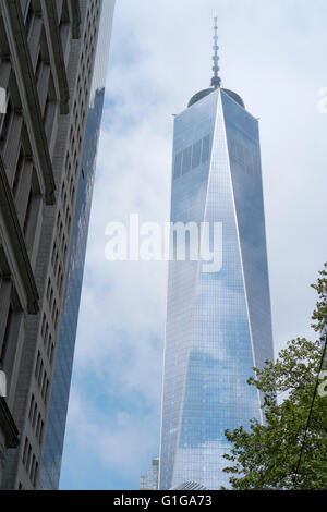 Atmospheric image of the World Trade Centre with part of a tree in front