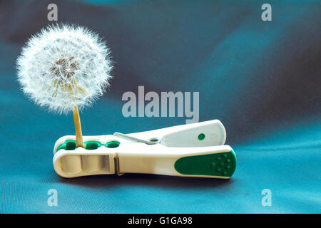 White dandelion flower trapped in clothes pin on blue background Stock Photo