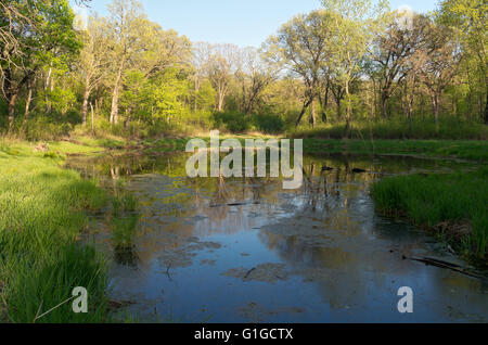 marshes and forest of battle creek regional park in saint paul minnesota during lush greenery of spring Stock Photo