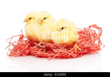 Three small yellow chickens in pink paper nest isolated on white background Stock Photo