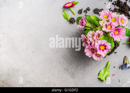 Pink primula flower for gardening or potting on gray stone background, top view, place for text Stock Photo