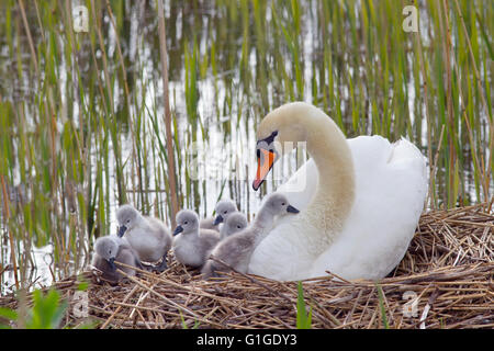Mute Swan Cygnus olar on the nest with newly hatched Cygnets