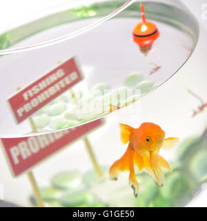 Goldfish in aquarium isolated on white background Stock Photo