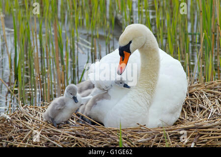 Mute Swan Cygnus olar on the nest with newly hatched Cygnets