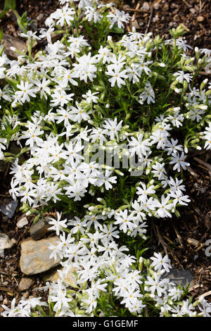 5 petalled white flowers adorn the creeping stems of the moss phlox, Phlox subulata 'Snowflake' Stock Photo