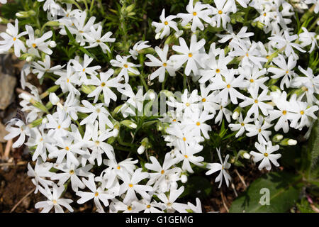 5 petalled white flowers adorn the creeping stems of the moss phlox, Phlox subulata 'Snowflake' Stock Photo