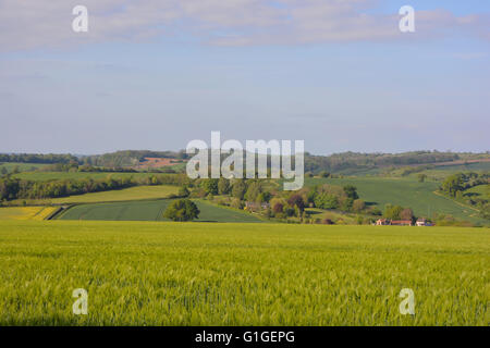 English summer landscape. Looking across wheat field near Blackford in rural Somerset, England Stock Photo