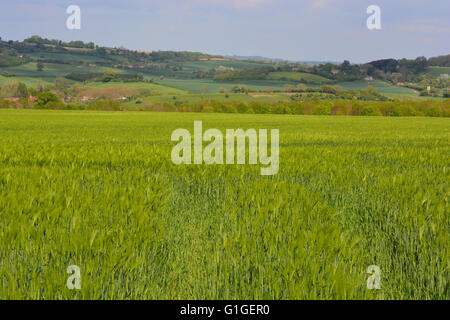 English summer landscape. Looking across wheat field near Blackford in rural Somerset, England Stock Photo