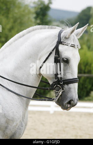 Side view portrait of a grey dressage horse during training outdoors Stock Photo