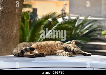 A cat relaxing on the top of a car Stock Photo