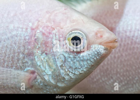 Detail of head of kissing gurami with blurred background (Helostoma teminckii) Stock Photo