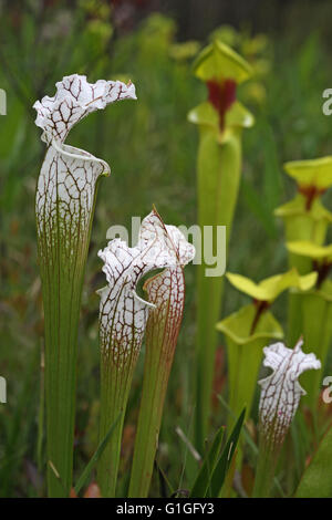 White-topped Pitcher Plant (Sarracenia leucophylla) and Yellow Pitcher Plant (S. flava var rugelii) Alabama USA Stock Photo