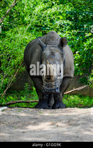 Rhino at the Louisville Kentucky Zoo Stock Photo