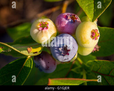 blueberries ripening on bush in UK garden
