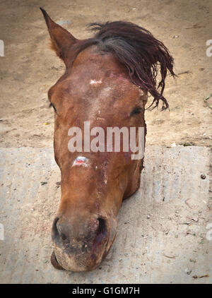 Head of a horse for sale on the market in Hotan, Xinjiang, China. Stock Photo