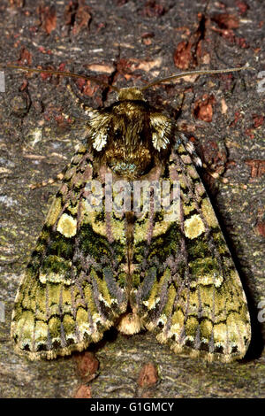 The coronet moth (Craniophora ligustri) from above. British insect in the family Noctuidae, the largest British family of moths Stock Photo
