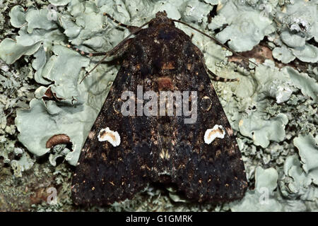 Dot moth from above (Melanchra persicariae). British insect in the family Noctuidae, the largest British family of moths Stock Photo