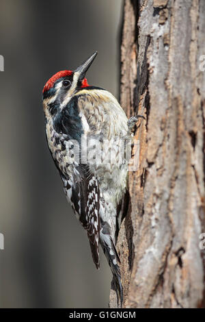 Yellow-bellied Sapsucker, male, Sphyrapicus varius, a mid-sized woodpecker. Stock Photo