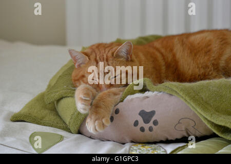 Ginger domestic cat sleeping indoors. Stock Photo