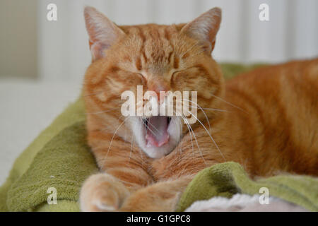 Ginger domestic cat sleeping indoors. Stock Photo