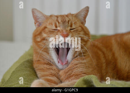 Ginger domestic cat sleeping indoors. Stock Photo