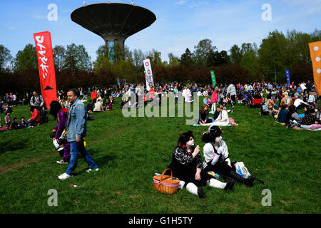 Hanami festival at Roihuvuori Cherry Park in Helsinki Finland 2022 Stock  Photo - Alamy