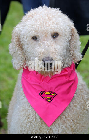 London, UK. 15th May 2016. Pippa the Labradoodle at the All Dogs Matter Great Hampstead Bark Off charity dog show on Hampstead Heath in London, England. All Dogs Matter is a rescue and rehome charity for dogs in London and the Bark Off is held to raise funds for the charity as well as to show available rescue dogs for adoption. Credit:  Paul Brown/Alamy Live News Stock Photo