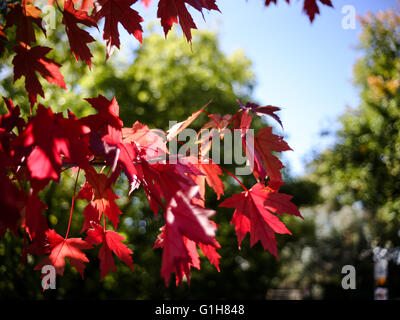 Red Maple leaves on a tree on Hahndorf Main Street South Australia Stock Photo