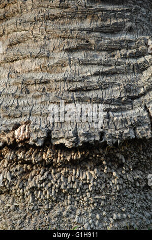close-up,palm tree, bark,Malaga