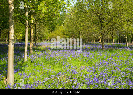 Bluebells blooming beneath the open canopy of Hollicarrs Wood, North Yorkshire, England, UK Stock Photo