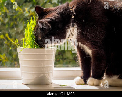 Black and white eating 'cat grass' growing in pot on windowsill Stock Photo