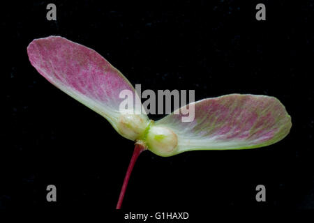 japanese maple seeds are paired samaras a winged achene also know as a spinning jenny Stock Photo