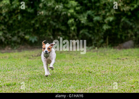 Jack Russell Terrier Purebred Dog Chasing His Toy At Full Speed Stock Photo