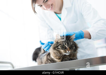 Veterinarian giving an injection to a cat on a surgical table, vaccination and prevention concept Stock Photo