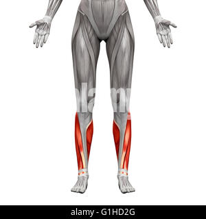 Calf Muscle - Gastrocnemius, Plantar Anatomy Muscle - isolated on white ...
