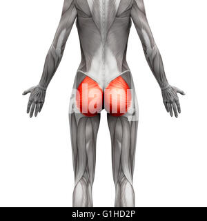 Gluteal Muscles / Gluteus Maximus - Anatomy Muscles isolated on white - 3D illustration Stock Photo