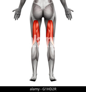 Hamstrings Muscles - Anatomy Muscle isolated on white - 3D illustration Stock Photo