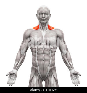 Trapezius Front Neck Muscles - Anatomy Muscles isolated on white - 3D ...