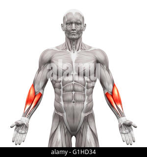 Forearm Muscles - Anatomy Muscles isolated on white - 3D illustration Stock Photo